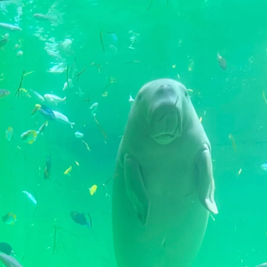 鳥羽水族館に行ってきました🐟
