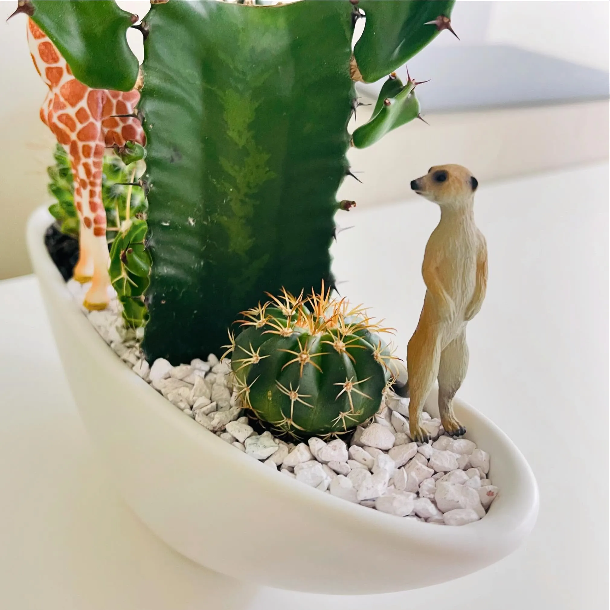 ミーアキャット🦝