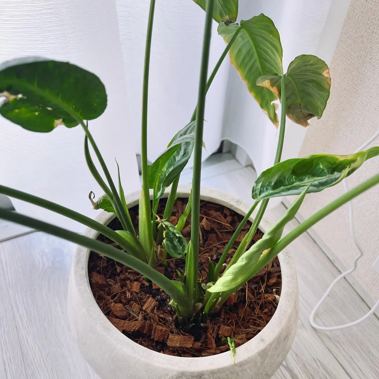 観葉植物って面白いですね🌱