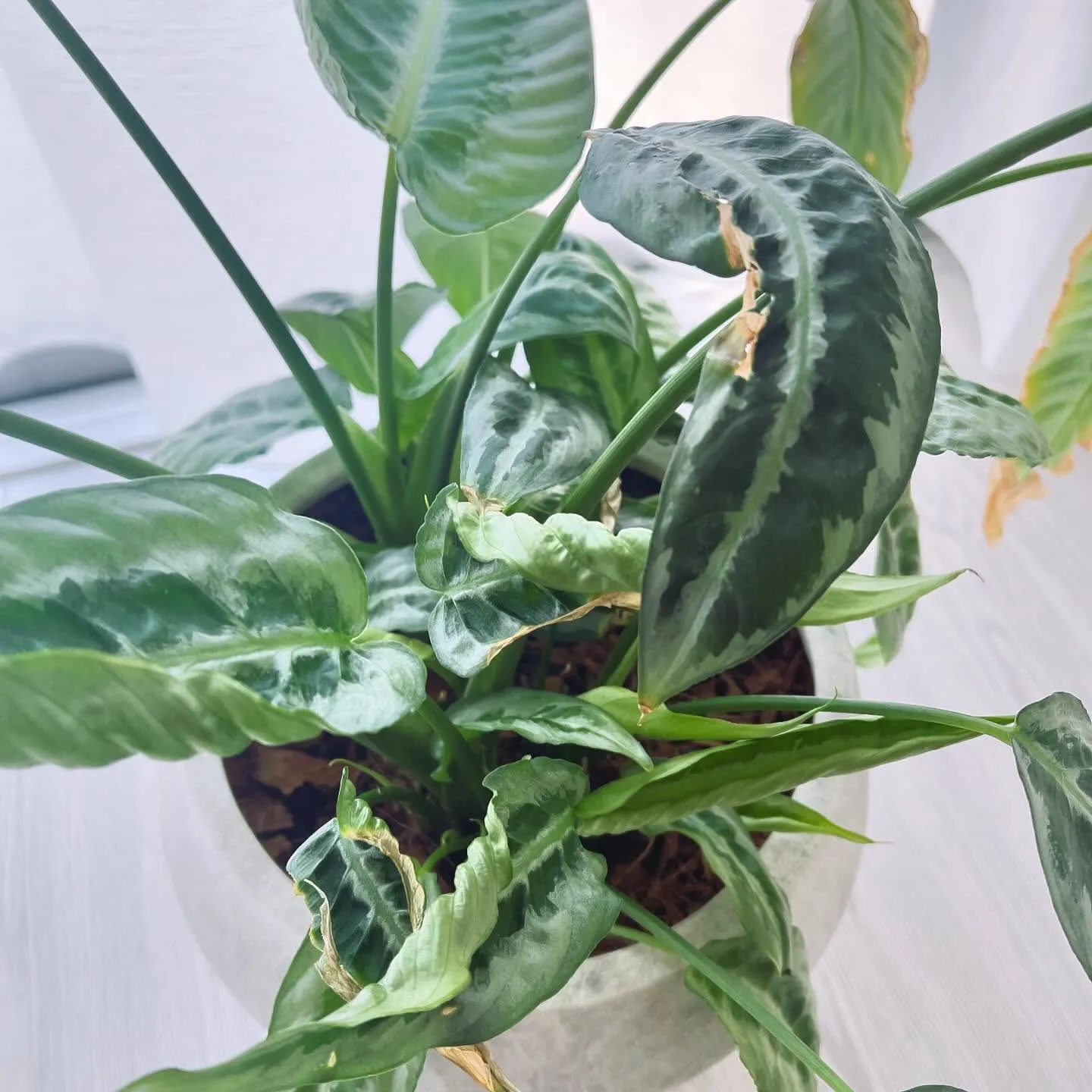 観葉植物って面白いですね🌱